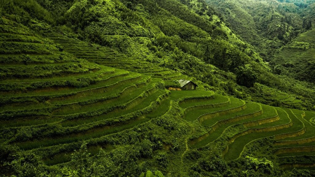 rice-paddy-fields-in-nepal-min Rice paddy fields on the way to the trekking destinations of Nepal.
