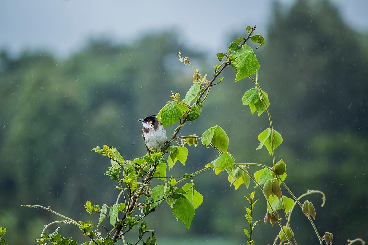 A small bird sitting delicately on a green stem surrounded by raindrops and lush foliage, capturing the vibrant life and freshness of Nepal’s monsoon season. This is the featured image for the best places to visit in Nepal during monsoon.