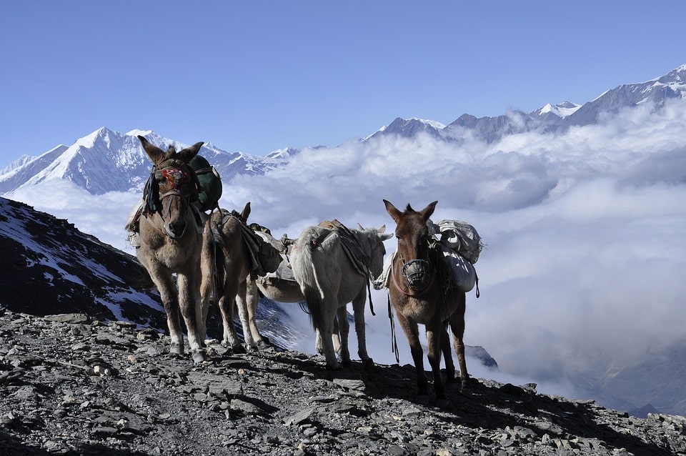 Mules walking along the rugged Thorong La Pass trail on the Annapurna Circuit, carrying loads through the high-altitude Himalayan landscape.