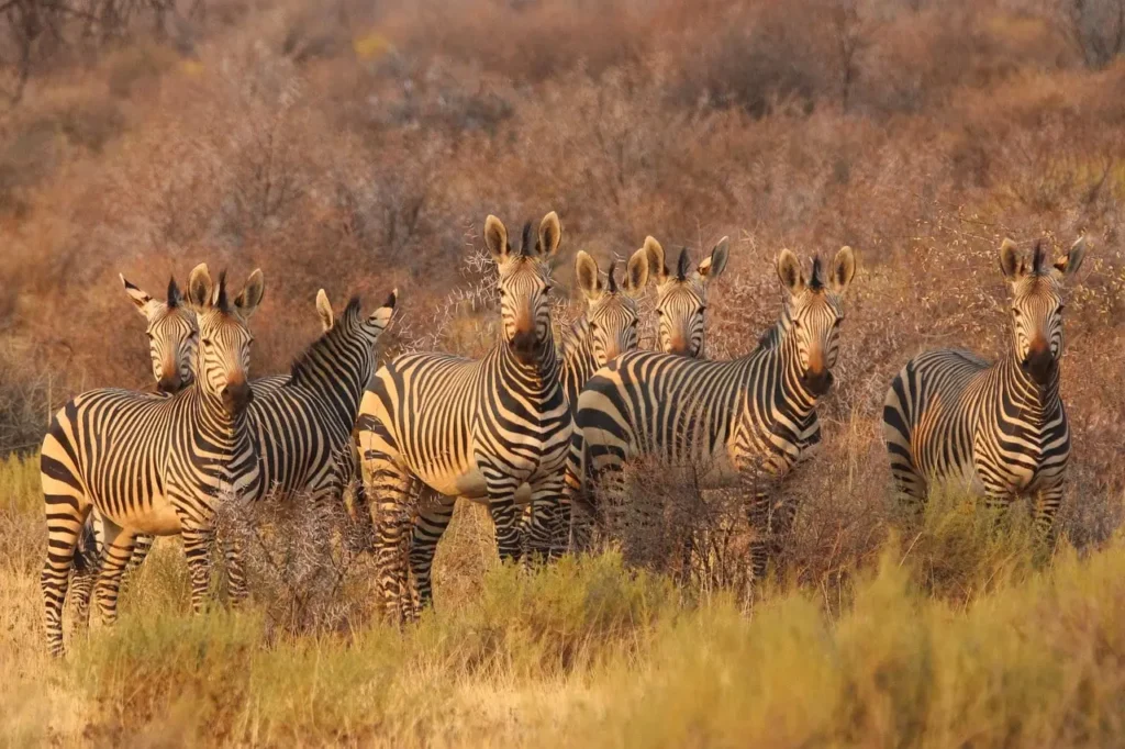 Zebra roaming freely in the wild during an African safari, grasslands in the background