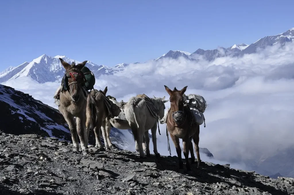 Donkey walking along the Thorong La Trail on the Annapurna Circuit, surrounded by rugged Himalayan terrain and snow-capped peaks