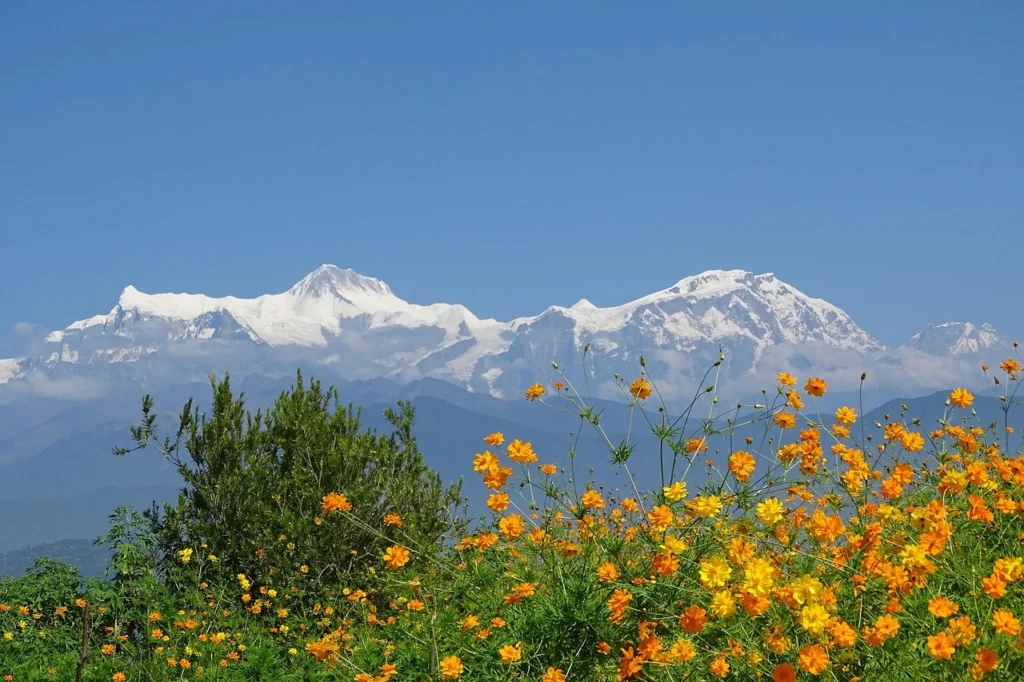 beautiful-flower-seen-in-annapurna Vibrant wildflowers blooming in the Annapurna region, Nepal, amidst lush green Himalayan meadows.